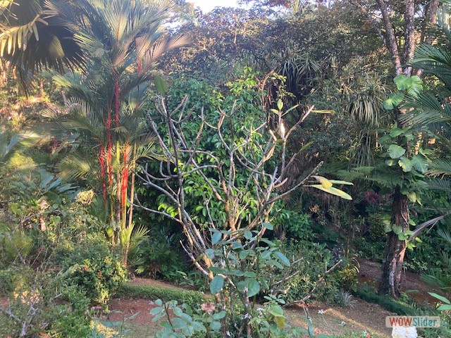 maison_ch_ojochal_costa_rica_11