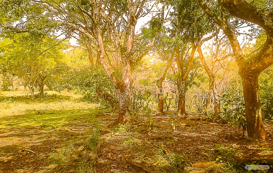 finca_28has_hojancha_costa_rica_2