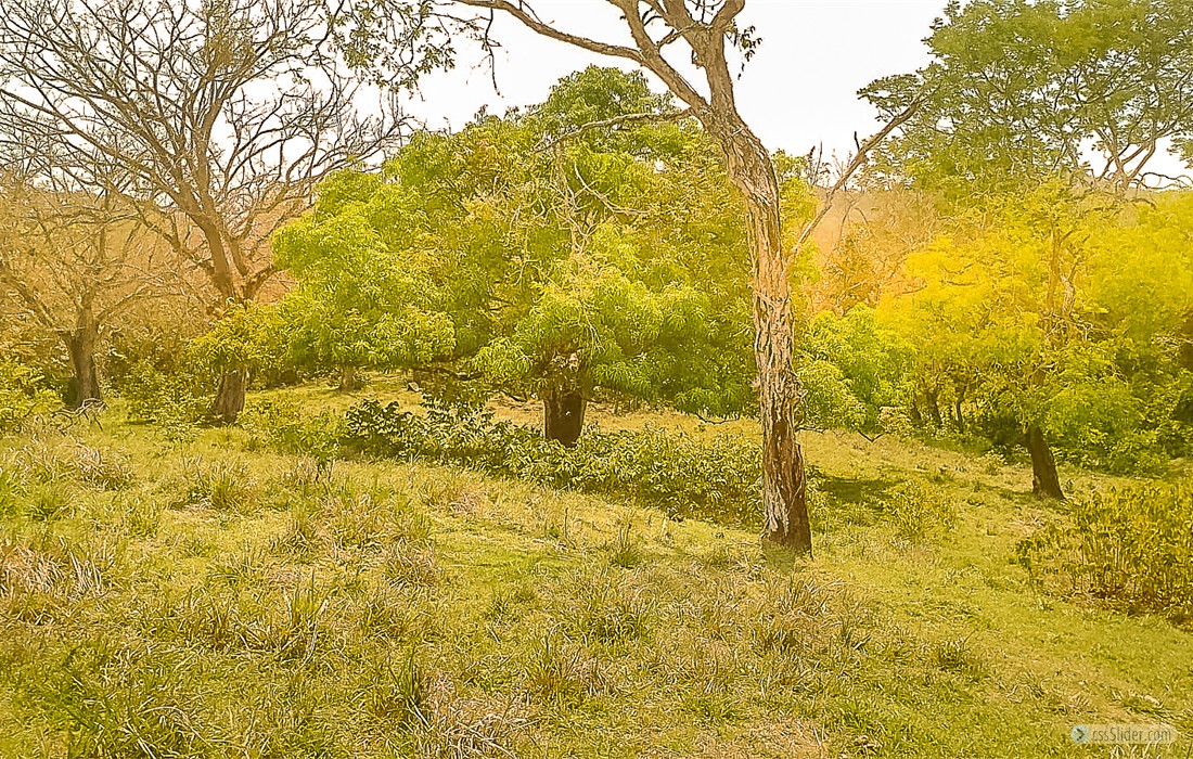 finca_28has_hojancha_costa_rica_7