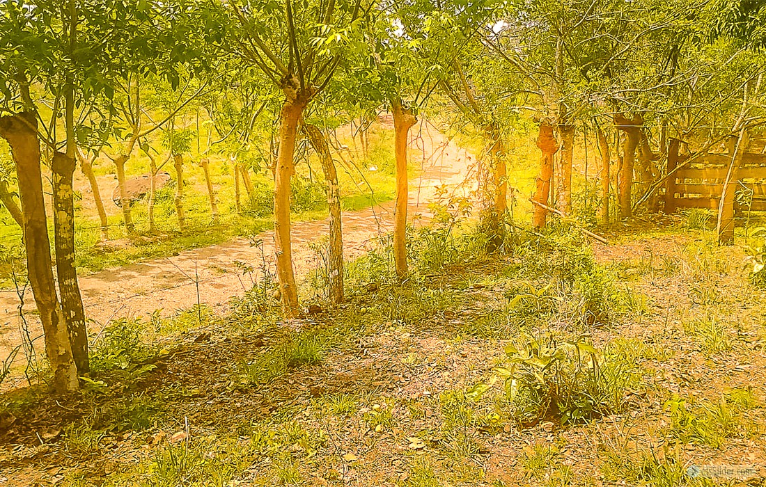 finca_28has_hojancha_costa_rica_8