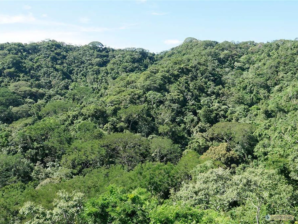 Finca 60 hectares