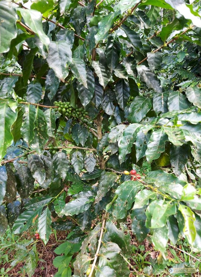 finca_cacao_nord_costa_rica_16copy