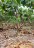finca_cacao_nord_costa_rica_15copy