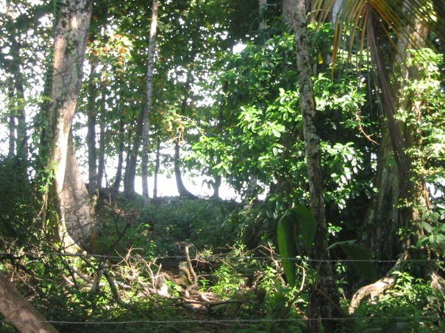 vue for�t et plage