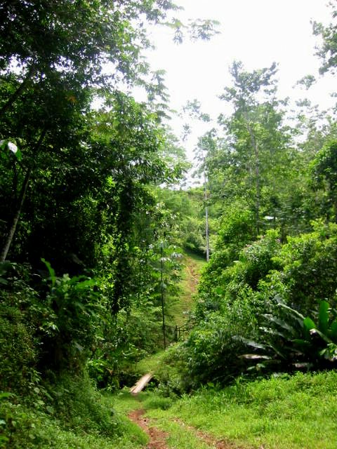 chemin acc�s � la finca