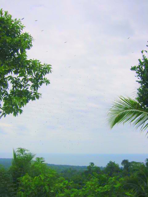 vue de la mer sur cahuita