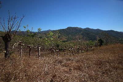 Vue de la finca de Playa Carrillo, Costa Rica