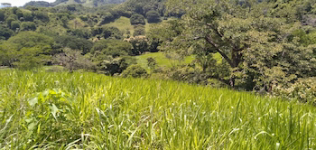 Vue de la finca de Jicaral, Costa Rica
