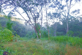 Vue de la finca de Jicaral, Costa Rica