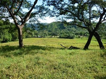 Vue de la finca de 242 has de Nicoya, Costa Rica