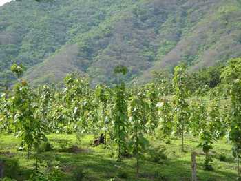 Vue de la finca de Nandayure, Costa Rica