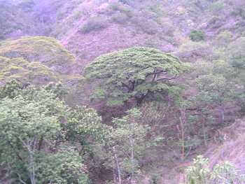 Vue de la finca du Golfe de Nicoya, Costa Rica.