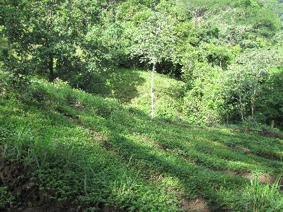 Vue de la finca de Montana Grande, Costa Rica