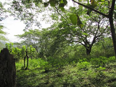 Vue de la finca de Montana Grande, Costa Rica