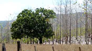 Vue de la finca de Nandayure, Costa Rica