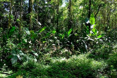 Vue de la finca de 45 has, Palmar, Costa Rica