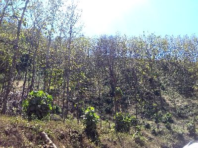 Vue de la finca de 5 has de Samara, Costa Rica