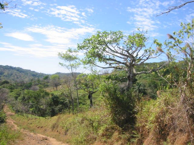 vue de la finca de 800 has de Jicaral costa rica