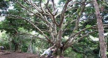 Vue de la finca de Osa, Costa Rica