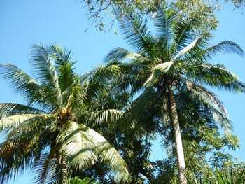 Vue de la finca de 17 has de Paquera, Costa Rica