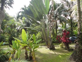 Vue de la maison de Ojochal, Costa Rica