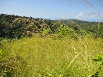 Vue de la finca de Ojochal, Costa Rica