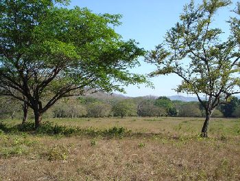 Vue du terrain de Tamarindo, Costa rica
