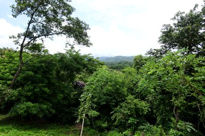 Vue du terrain de Samara, Costa Rica