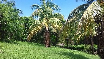 Vue du terrain de Samara, Costa Rica