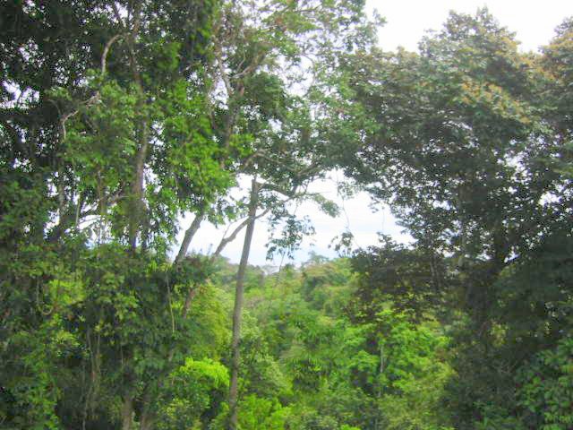 vue du terrain de las delicias de montezuma costa rica