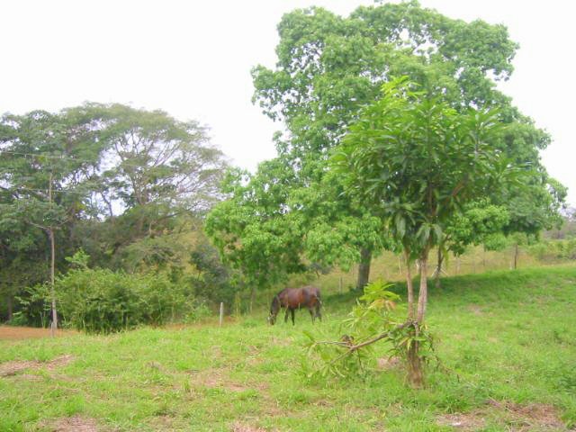 vue du terrain de las delicias de montezuma costa rica