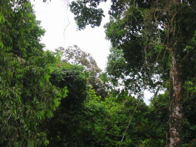 vue du terrain de las delicias de montezuma costa rica