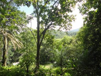 Vue du terrain d'Ojochal, Costa Rica
