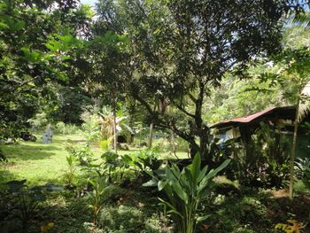 Vue du terrain d'Ojochal, Costa Rica