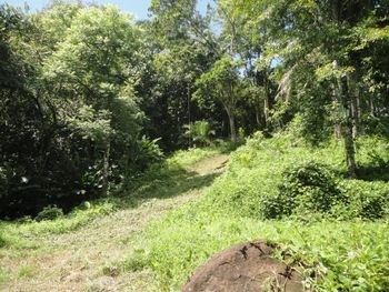 Vue du terrain d'Ojochal, Costa Rica