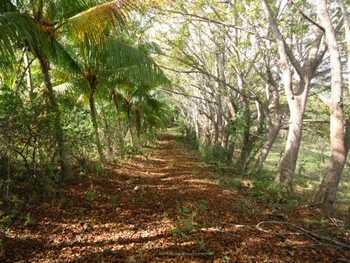 Vue de la finca de tambor, Costa Rica