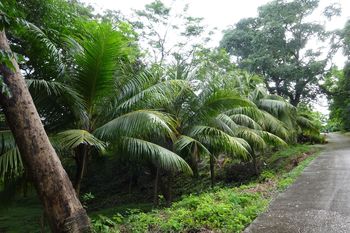 Vue du terrain de Samara, Costa Rica