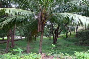Vue du terrain de Samara, Costa Rica