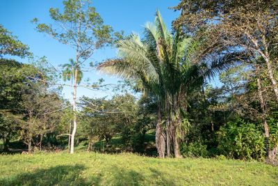 Vue du terrain d'Ojochal, Costa Rica