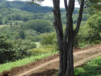 Vue du terrain de Tamarindo, Costa Rica