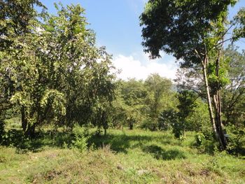 Vue du terrain de Ojochal, Costa Rica