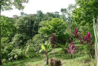 Vue du terrain d'Ojochal, Costa Rica