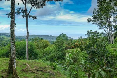 Vue du terrain d'Ojochal, Costa Rica