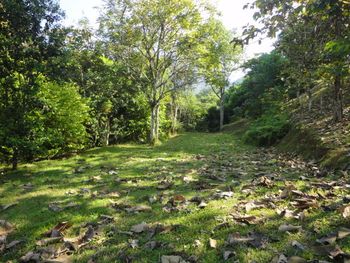 Vue du terrain d'Ojochal, Costa Rica