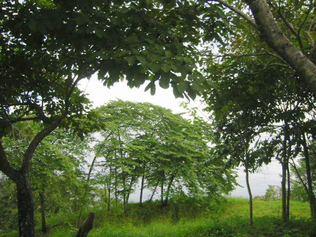 vue du terrain de Las Delicias de Montezuma Costa Rica