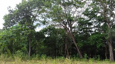 Vue du terrain de Samara, Costa Rica