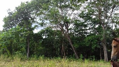 Vue du terrain de Samara, Costa Rica