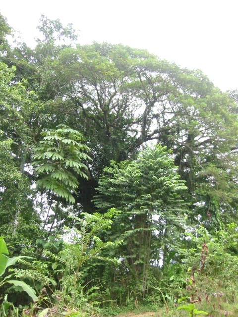 vue du terrain