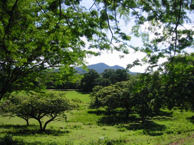 terrain_guaitil_costa_rica_rempli_arbres