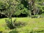terrain_3200m2_carrillo_costa_rica_9